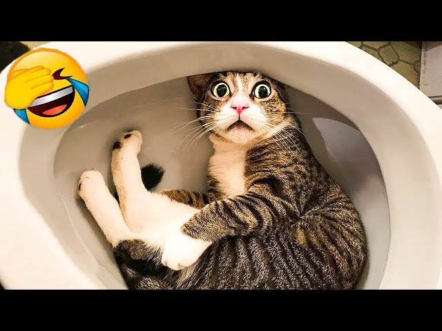 You Laugh You Lose Dogs And Cats 🙀🤣 Best Funny Animal Videos 😍😅