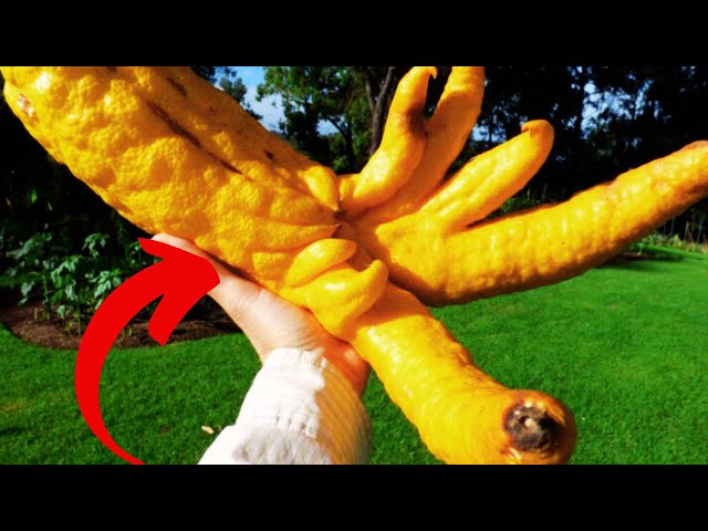 5 Strangest Fruits