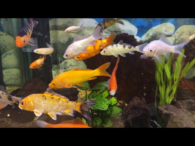 Aquarium 10 minutes of relaxation, sleep video, enjoy your break time.