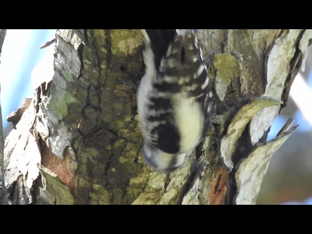 Downy Woodpecker