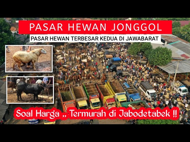 PASAR HEWAN JONGGOL// PASAR HEWAN TERBESAR DI JAWABARAT