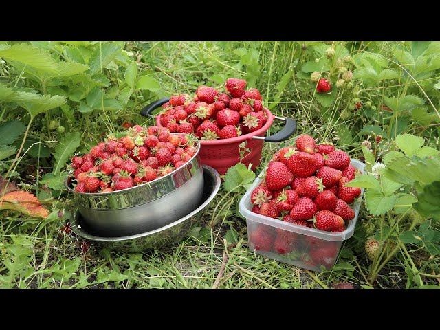 Soothing Strawberry Patch Harvest