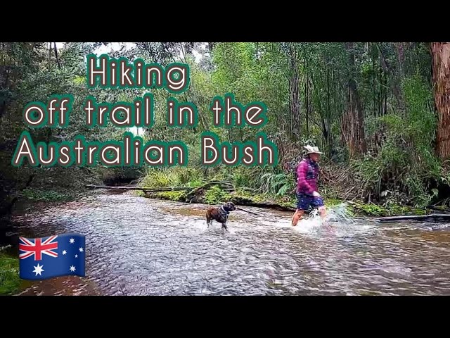 Walking thru my property on the Yea River to Toolangi State Forest #hiking #hike #walking #walk