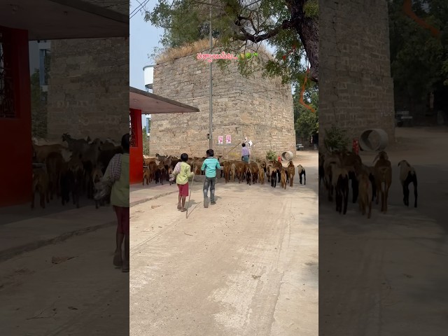 #village #shorts #ytshorts #youtube #telugu #farming #nature #reels #home #telangana #beauty #life