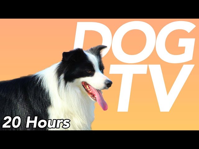 DOG TV - 20 Hours of Walking and Exciting Drone Footage for Dogs