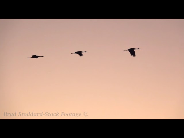 NM065 Sandhill Cranes Winter Flyby at Bosque Del Apache preview