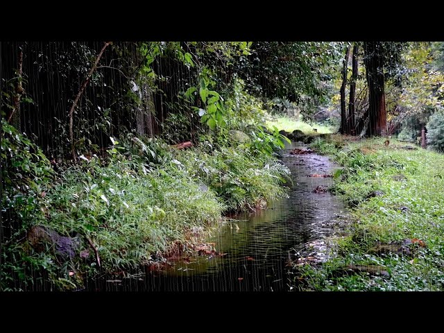 The Sound of a Small Stream Flowing Gently and Rain - Rain Sounds that Help you Sleep