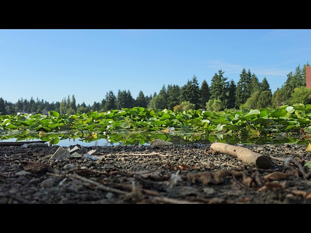 Peaceful Lake Scene In Seattle, 8K Video.