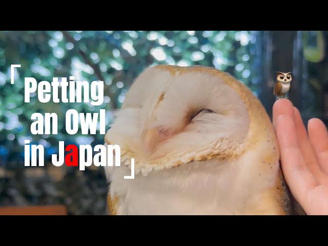 🇯🇵Owl's Hilarious Hoot! Surprised to Find Owl Cafe in Kamakura's Komachi Street!