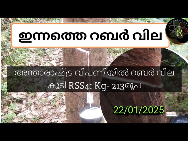 "ഇന്നത്തെ റബ്ബർ വില കോട്ടയം | January 2025 | Rubber Price Update"