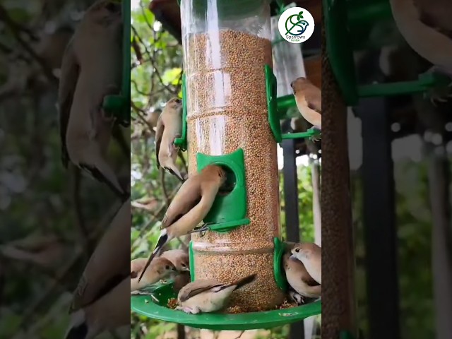 Bird Feeder In Sparrows Garden. #birds #bangla #sorts