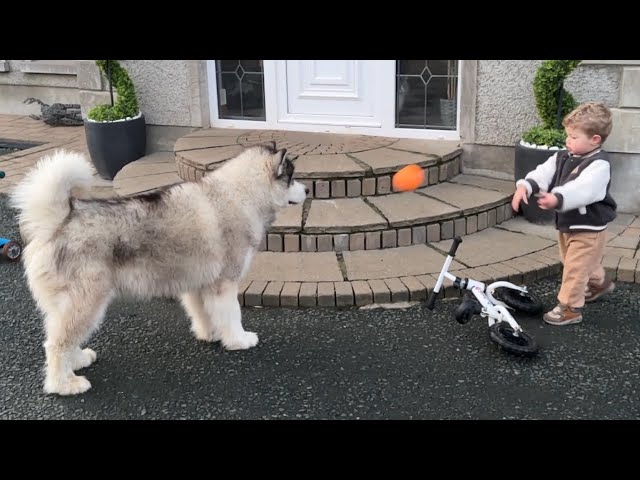 Adorable Baby Boy Plays Ball With His Crazy Husky! (He's So Big!!)