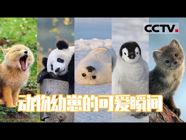 超萌的动物幼崽合集 看完被狠狠治愈了！【CCTV纪录】