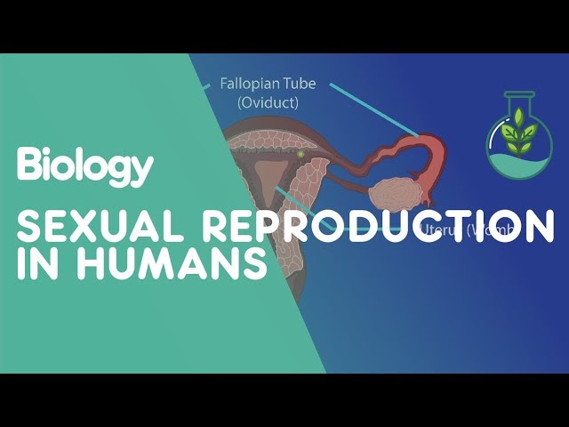 Sexual Reproduction Humans | Genetics | Biology | FuseSchool