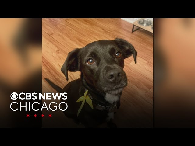 Drone pilot joins in search for dog who escaped Chicago doggy daycare