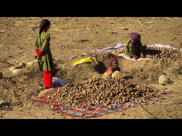 Storing Potatoes Underground for 5 Months and Harvesting Them Now : Traditional Preservation