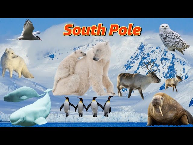 Antarctica - Arctic and the animal life there #animal #northpole #shorts