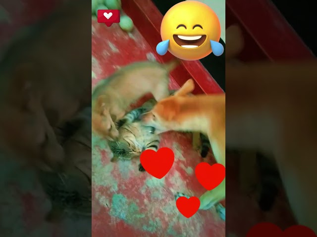 Funniest Cats and Dogs Videos 2024 😹🐶 Best Funny Animal Videos 😂 Funny Pets Zone #joy#pet #cat #fun