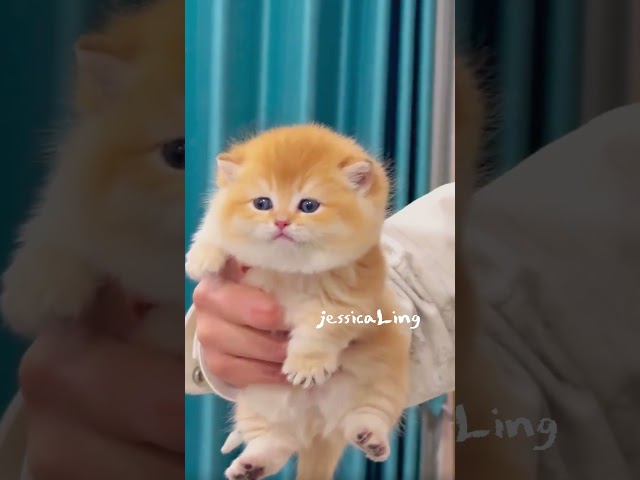 adorable cutie kitten 😻🐾#jessicaling777 #cat #cats #kitty #cute #kitten #cutecat #meow