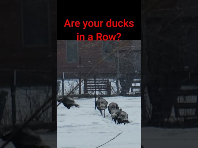 Are your ducks in a row @travels with Lucky #shorts #shortsyoutube