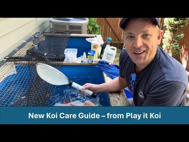 How to Acclimate your New Koi