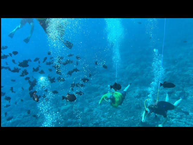 Snorkeling & Scuba Diving at Molokini Crater Hawaii Maui from a Yacht