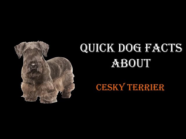 Quick Dog Facts About The Cesky Terrier!