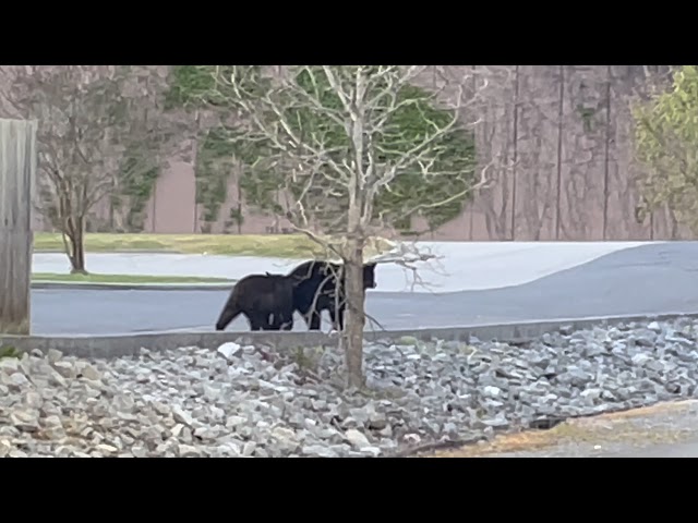 Bears raiding garbage in Gatlinburg TN