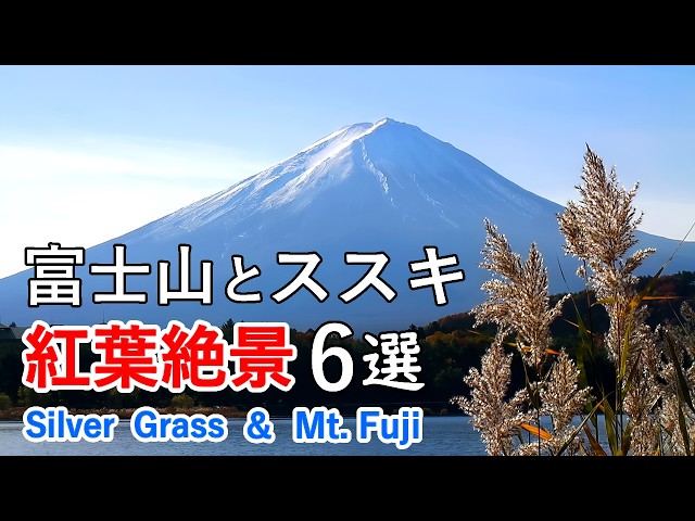 Best 6 Spectacular views of Mt. Fuji and the silver grass of Japan