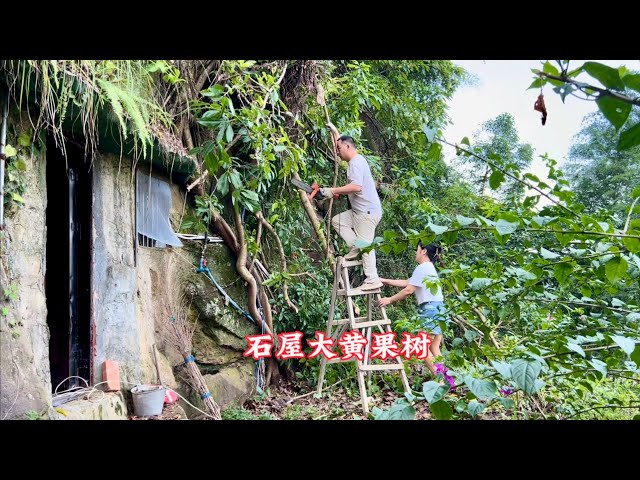 石屋大黄果树倒塌，现在都还没死，真是奇迹！