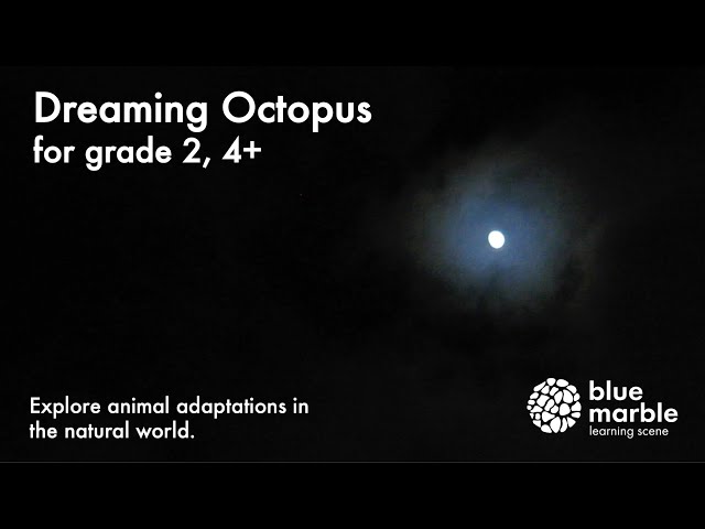 Dreaming Octopus | blue marble | Exploration Experience