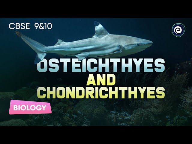 Osteichthyes and Chondrichthyes | Biology | CBSE Class10 | Embibe: Achieve CBSE Class 9&10