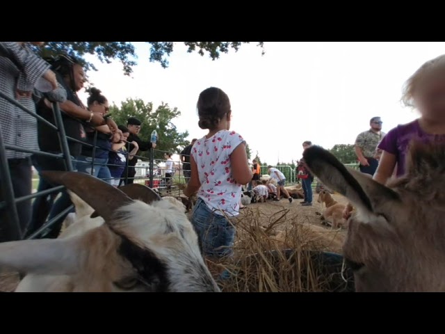 pumpkin farm petting zoo