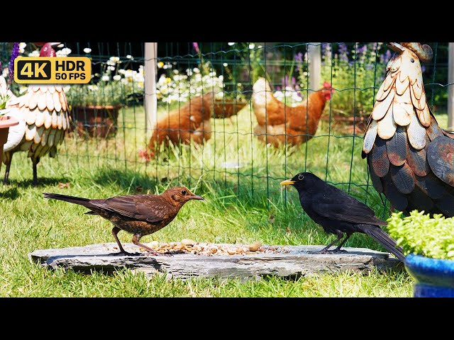 Cat TV for Cats to Watch 😸 Garden Birds and Backyard Chickens 🐔 Bird Videos for Cats (4K)