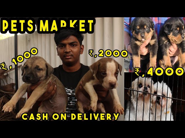 ₹30 Cheapest Dogs market wholesale and retail with price pet shop all breed information pets market