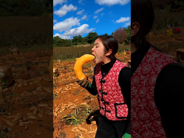 Amazing Sweet Potato Harvest In Our Farm With Rural Farmer #youtubeshorts #shorts #agriculture