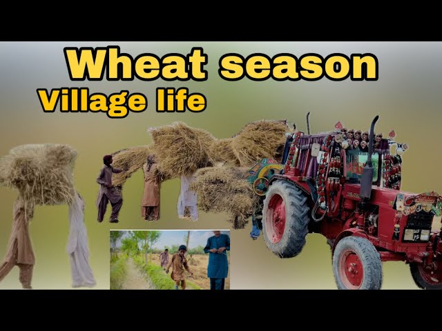 Wheat 🌾 season || stunning 🤩 Village life vibes || Daily vlogs || Family vlog