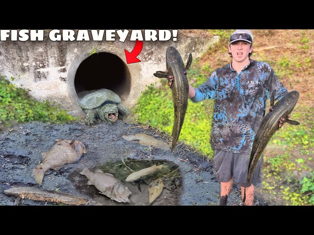 Saving Fish Abandoned in DRIED UP CREEK!