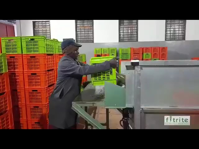 Avocadoes Being Placed in the Machine for Cleaning