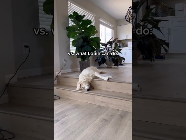 listen closely & you’ll hear the melted Louie snores 😴 stitch with: bellaryanooo52 on TikTok