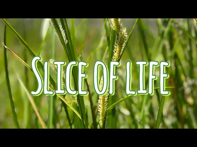 Slice of life | Birds and Animals | Nature