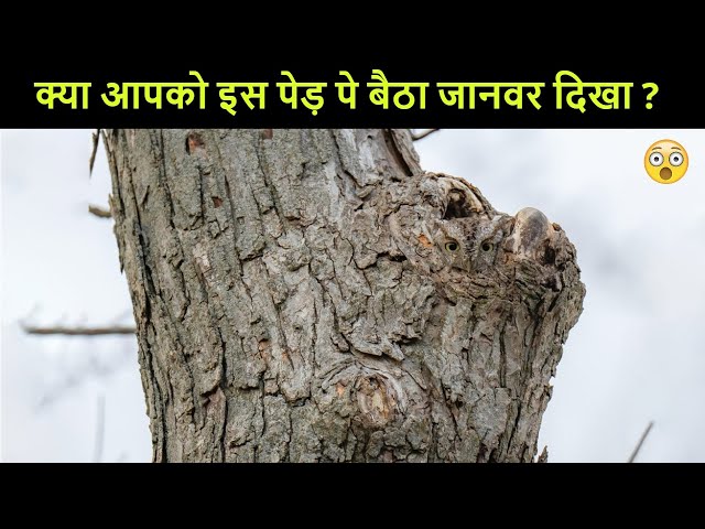 गायब होने वाले अनोखे और रहस्यमय जानवर | Invisible Animals of our planet Earth