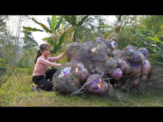 How to Harvest Giant 'Hybrid Bulbs' Go to Market Sell - Harvesting and Cook, New Life | Poor Girl +