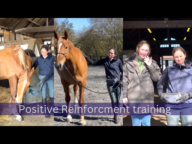 Positive Reinforcement Training | Its All About The Patience