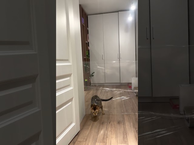 Cat Breaks Through Plastic Sheet Instead of Jumping Over It