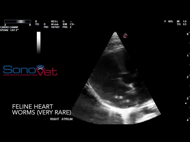 SonoVet Pathology Video