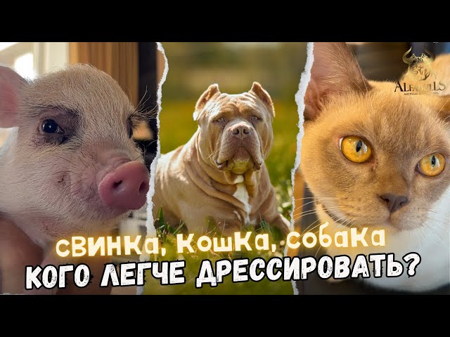 Свинка, кошка, собака - кто умнее? Как спастись от аллергий у животных?Тестируем продукцию AlfaBulls