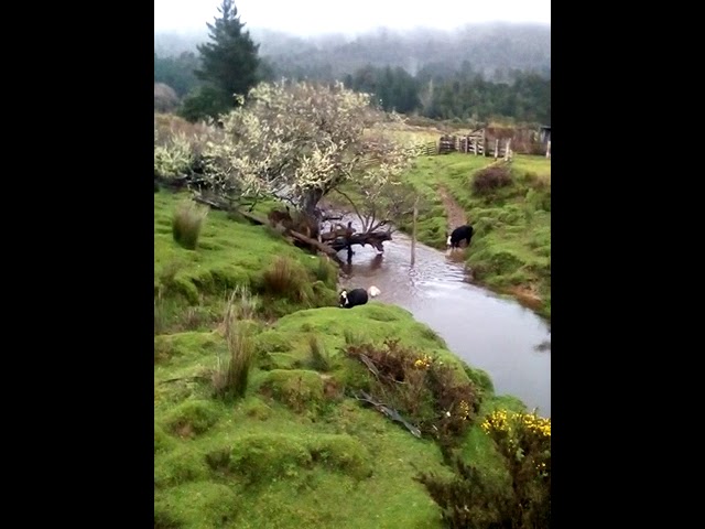 The animals crossing the creek #sheep #sheepy #farming #lifestyle