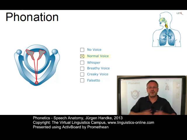 PHO103 - Speech Anatomy