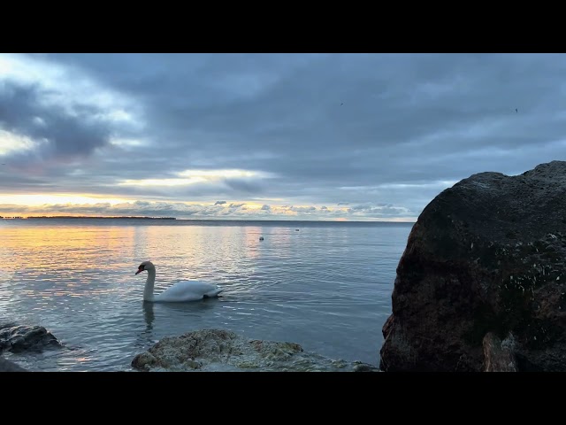 Sunrise Serenity: A Tranquil Morning by the Water- Find the Swimmer #4 Natural Sound